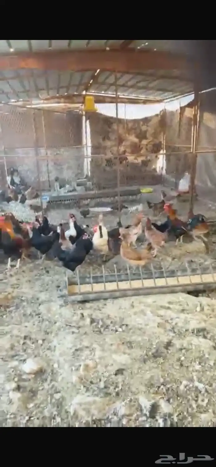 يوجد دجاج مفرخ ودجاج بياض حضان بلدي 10