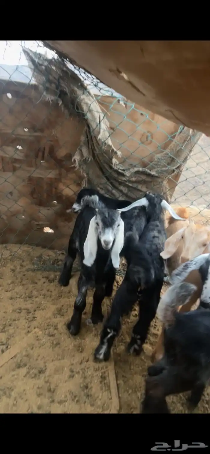 تيوس للبيع 0