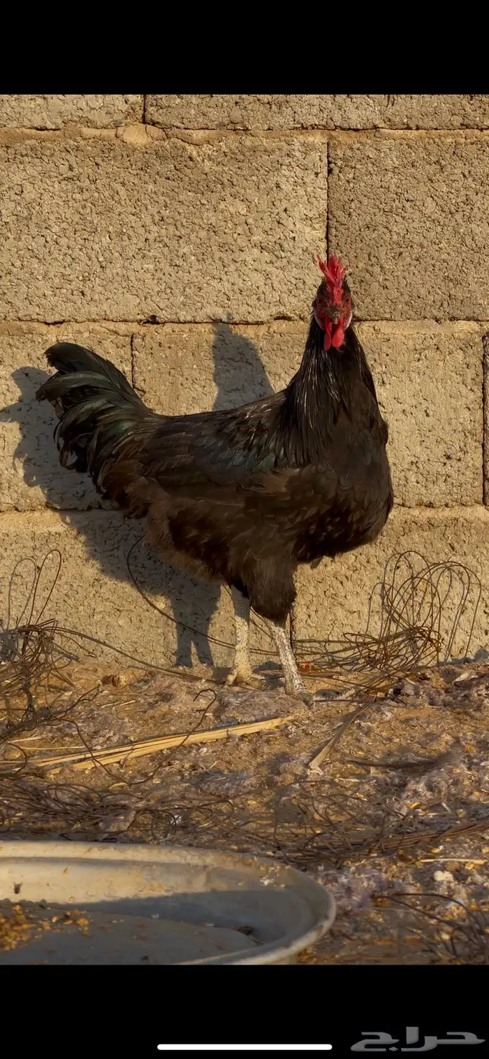 ديك اسود صك 1