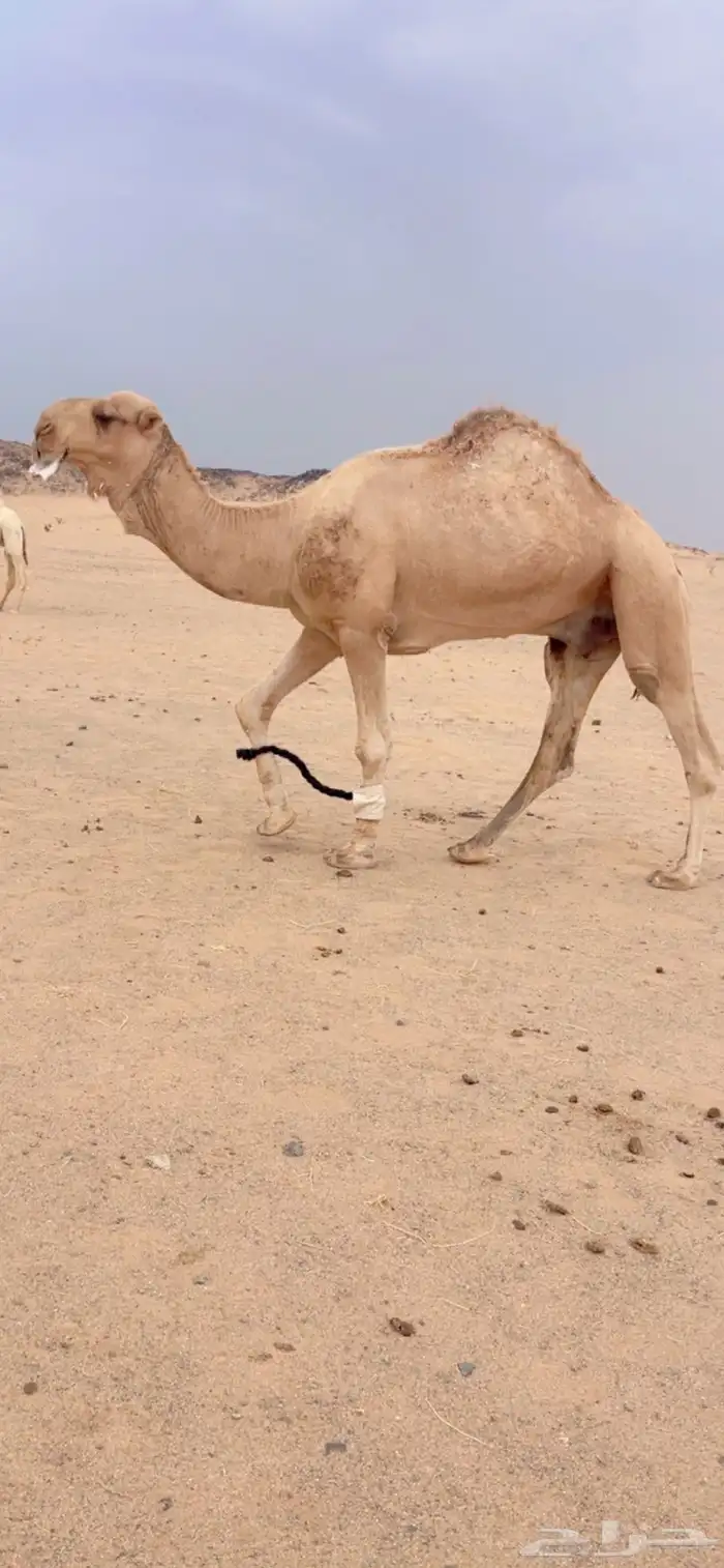 بعير أشقح للبيع 1