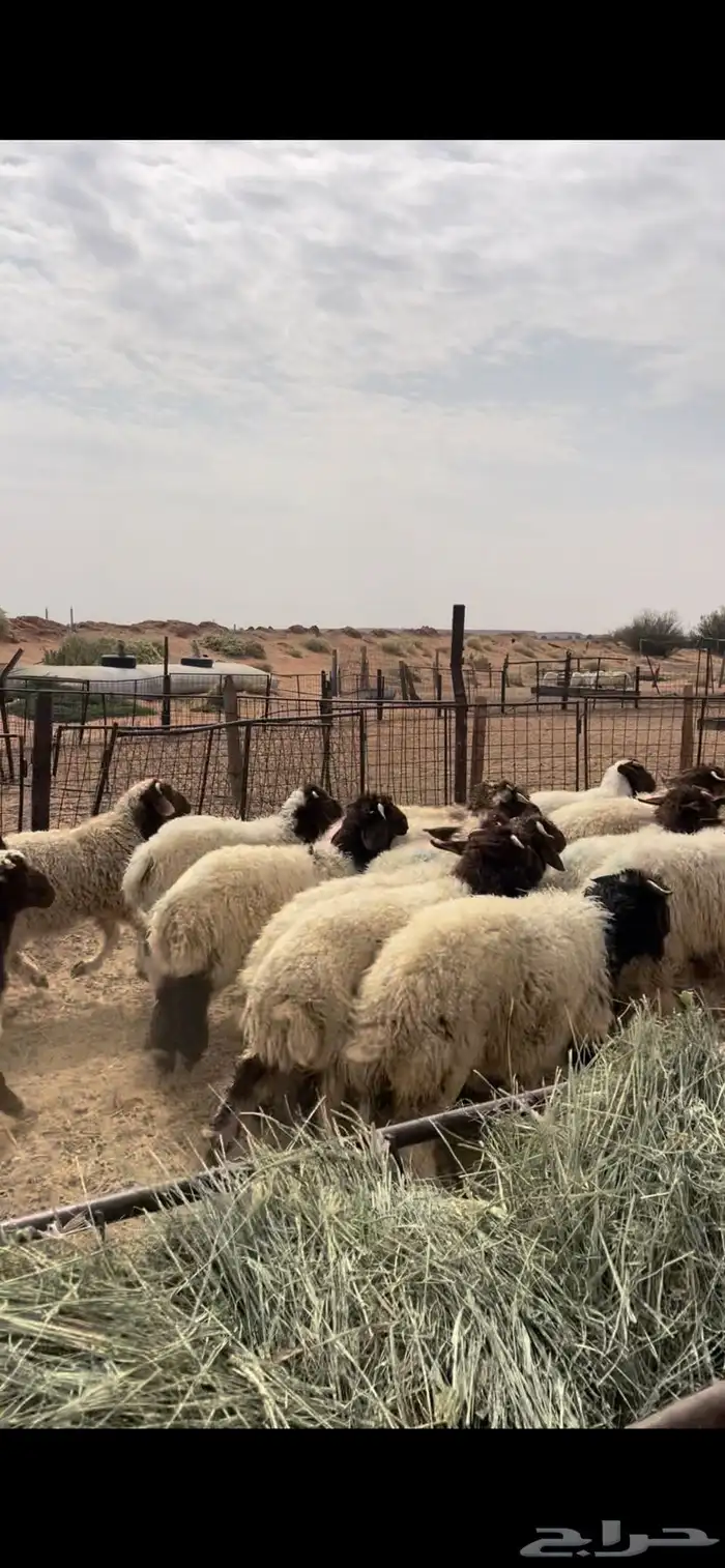 هرافى نعيم كلش خروف 5