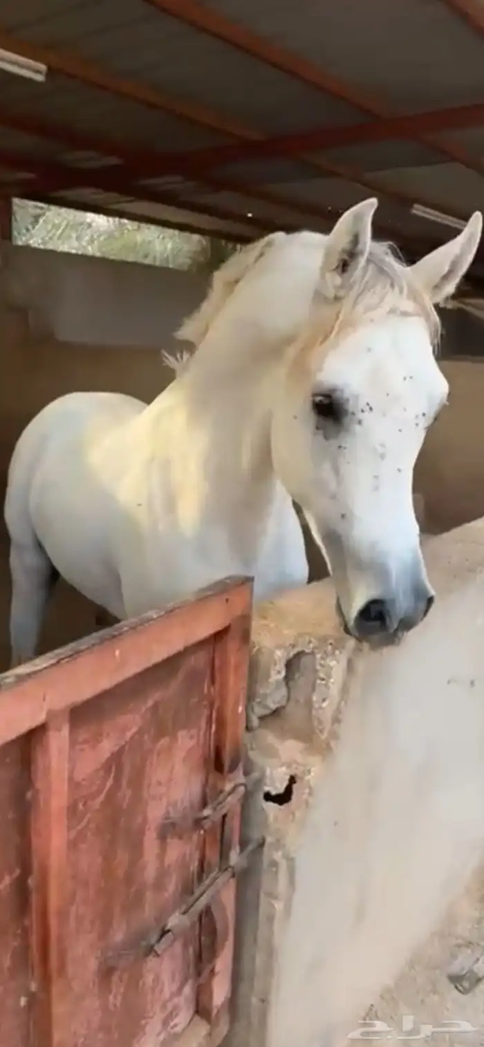 حصان واهو جمال فاخر 0