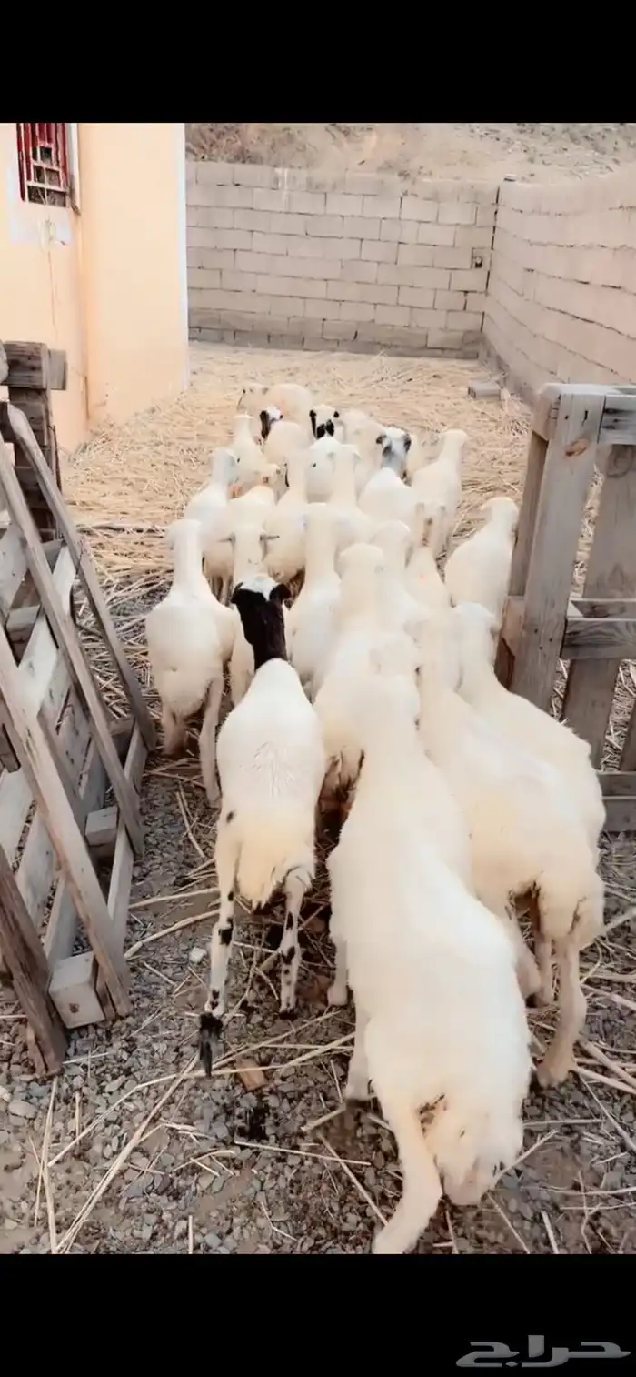 رخال رفيدية محايل عسير 4