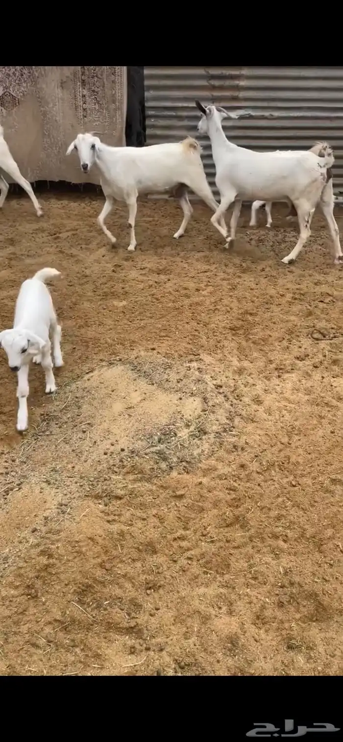 بيشيات فواخر 3