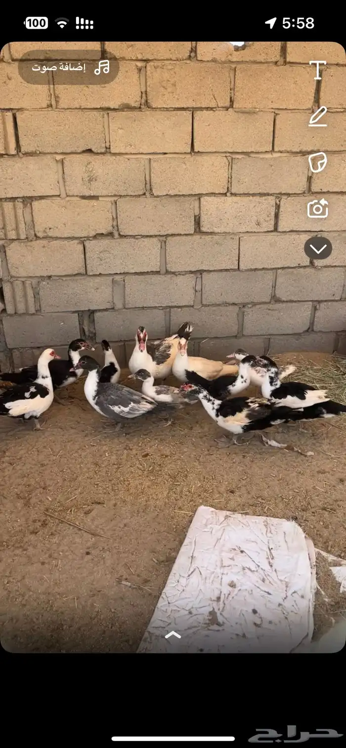 بط يرجن ويبيض 1