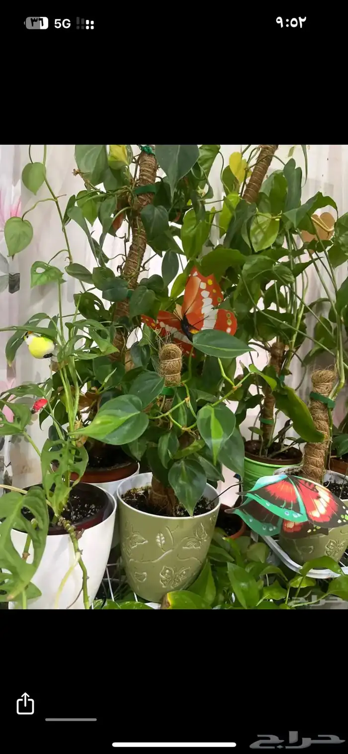 نبات داخلي واسعار جميلة 3