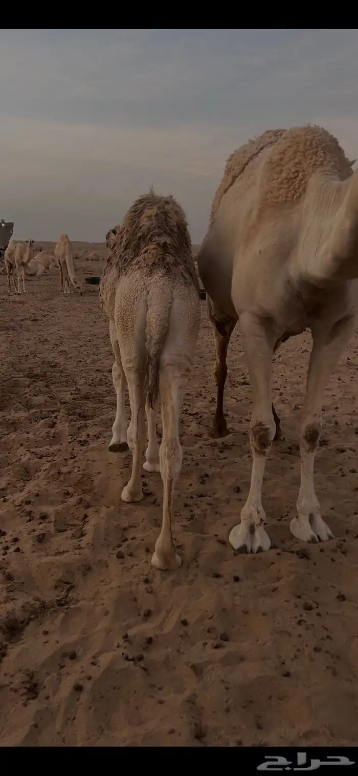 حاشي بري الخرمه 0