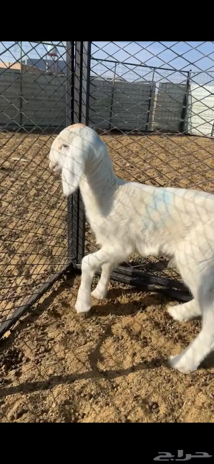 طلي داغور ويصلح فحل 0