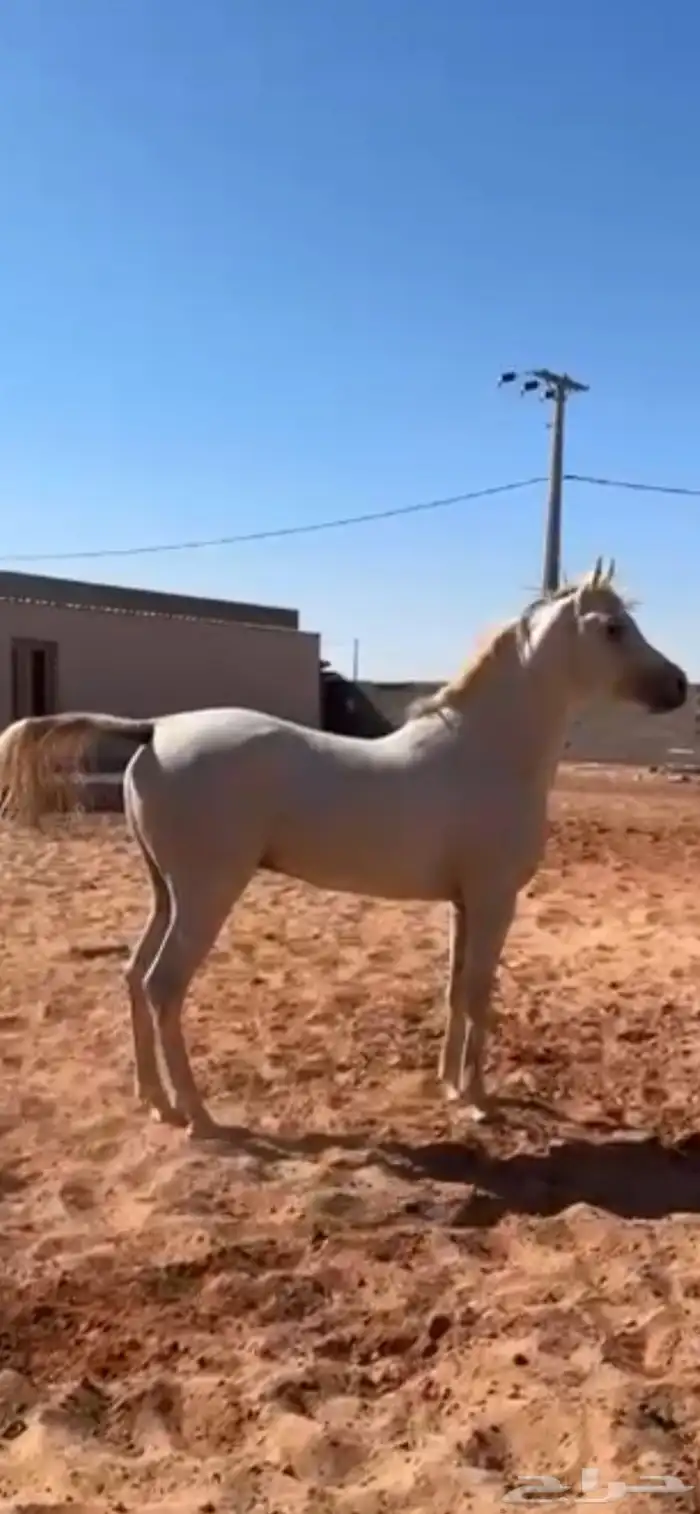 حصان واهو جمال فاخر 1
