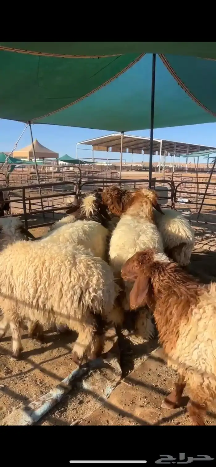 خرفان وفطايم 2