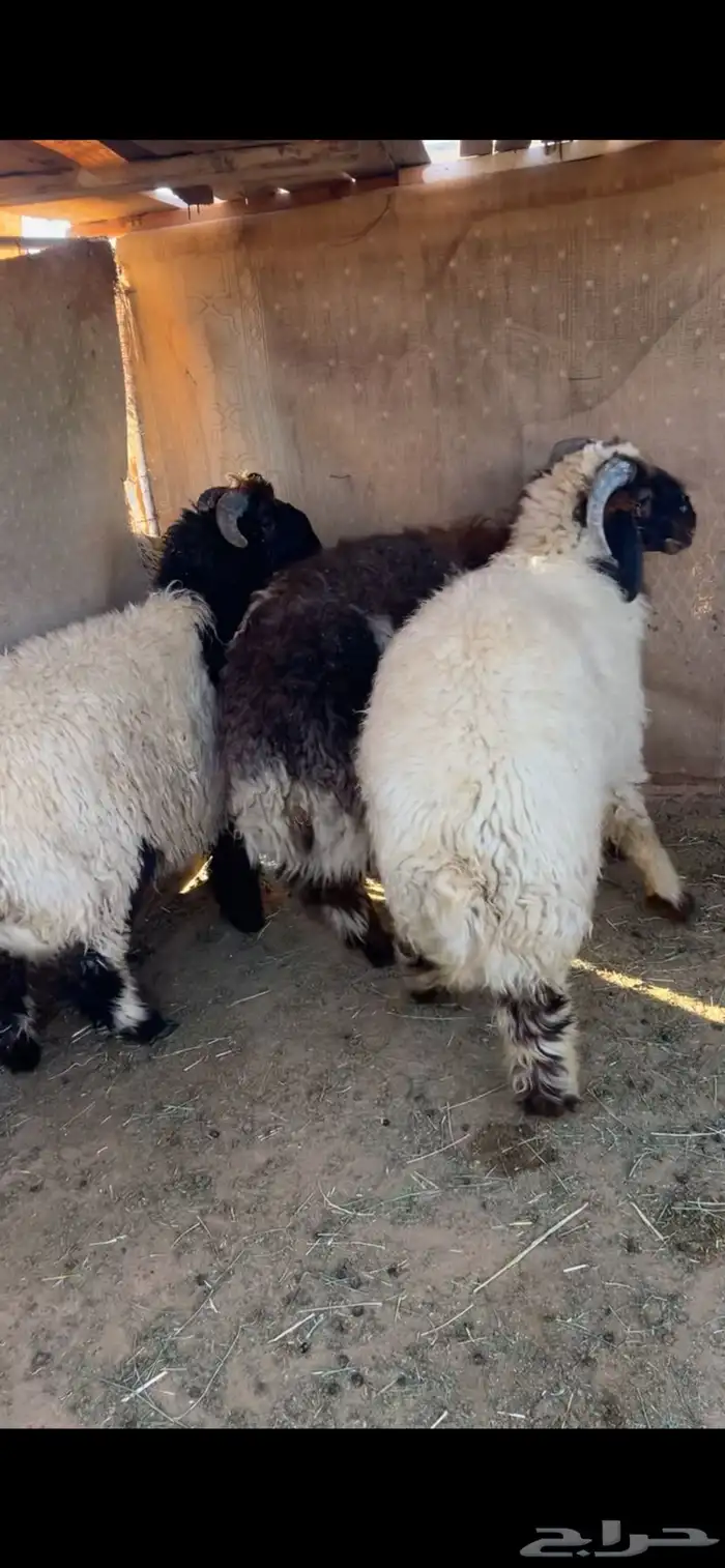 خرفان نعيم جذعان 1