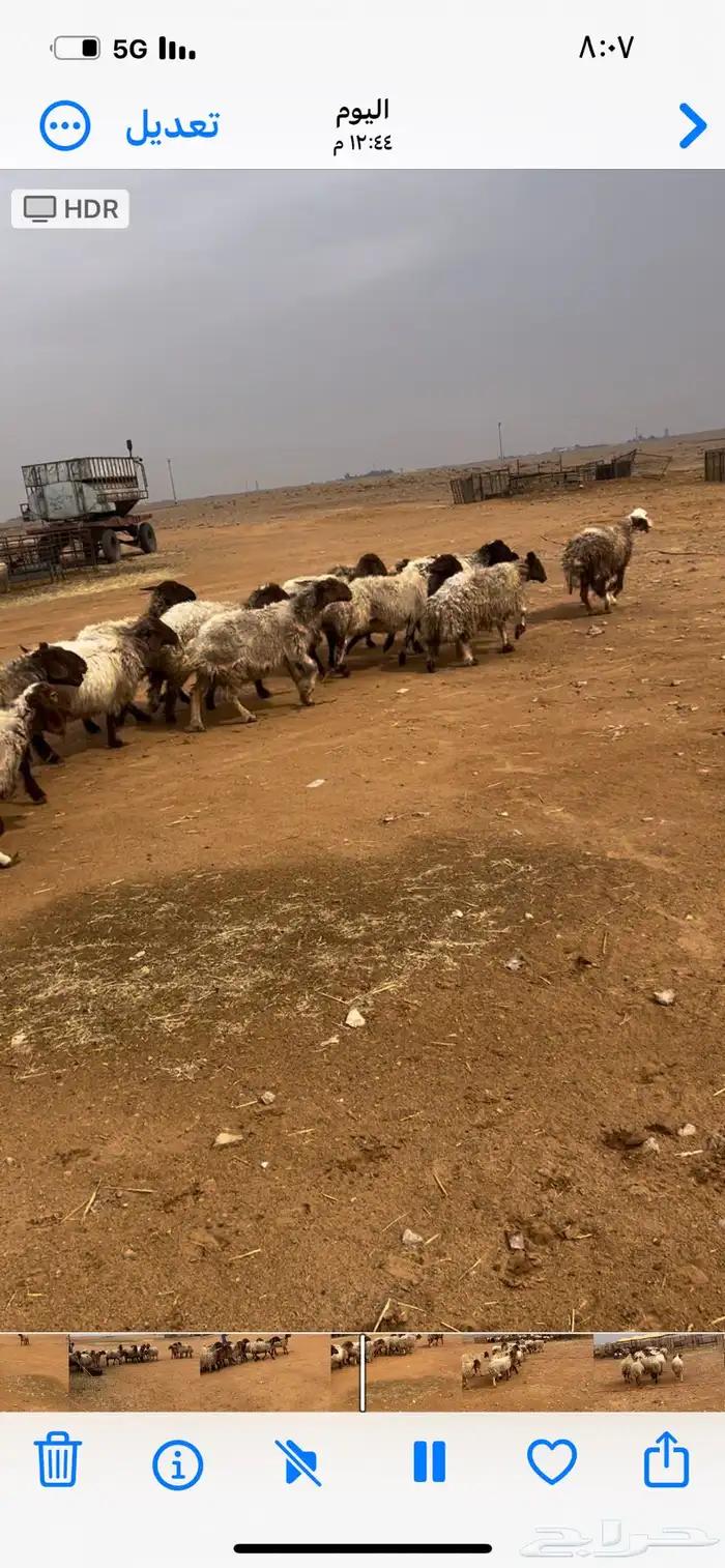 للبيع غنم نعيم مواليد 1