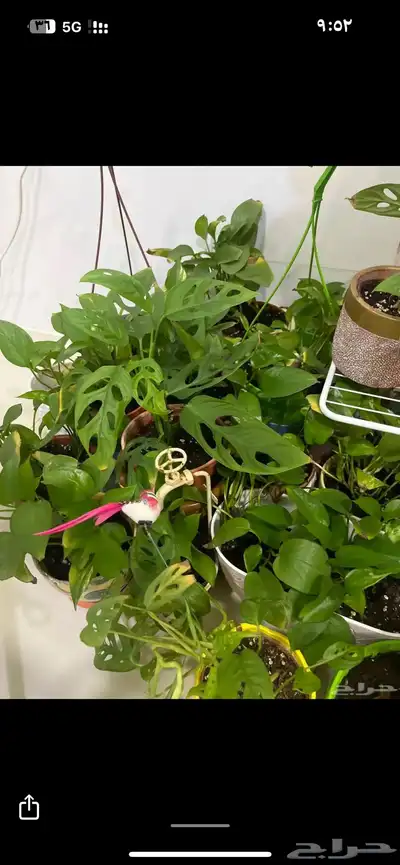 نبات داخلي واسعار جميلة index