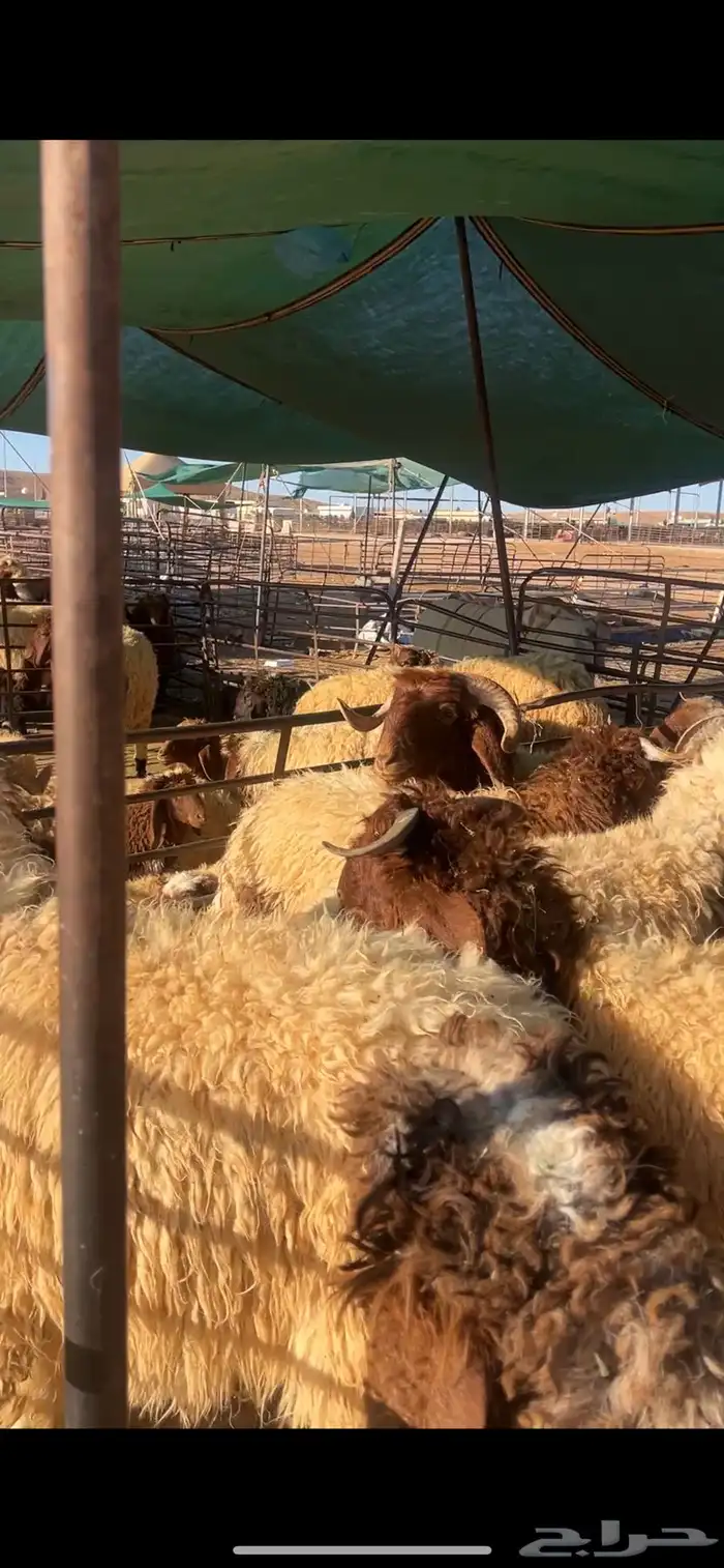 خرفان وفطايم 6
