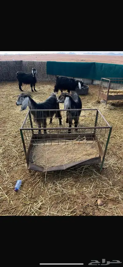 معزى طيبه 2ثنايا و2سدس مضاريع index