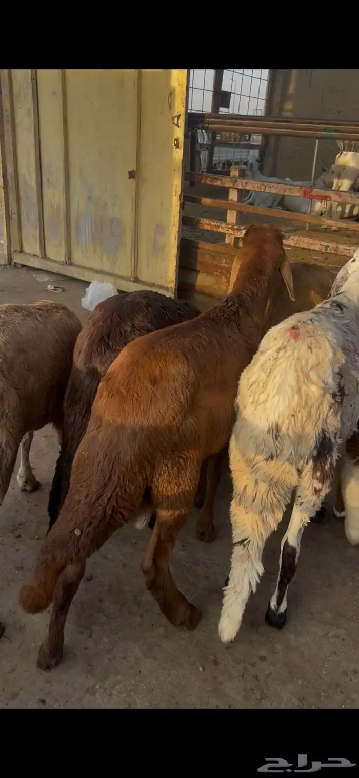 سواكن جذعان طيبات ونضيفه 2