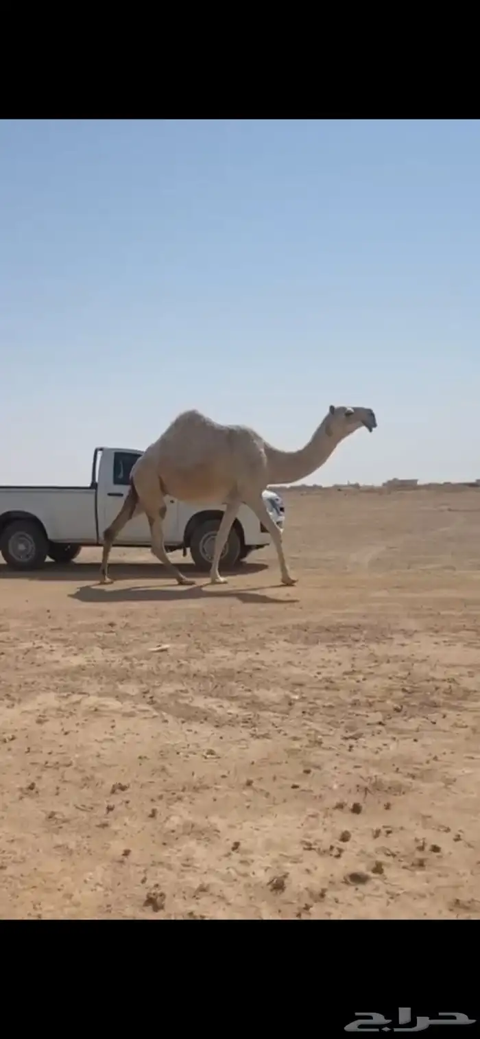 للبيع لقحه كفو رمانيه 0