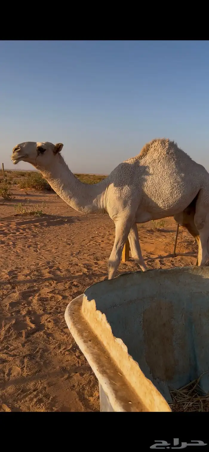 قعود للبيع 4