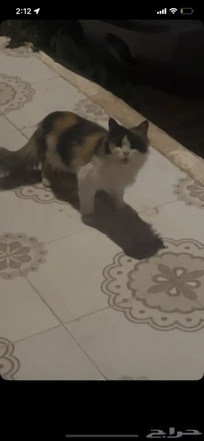 قطه ضايعه بالسحيم 0