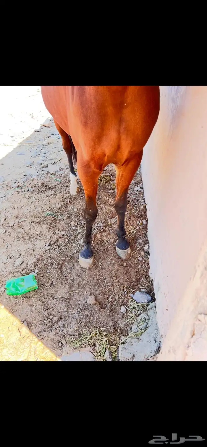 فرس شعبية   مهرتها 9