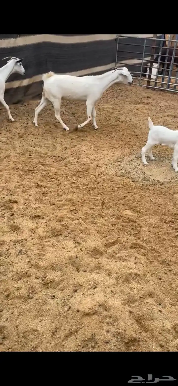 بيشيات فواخر 2