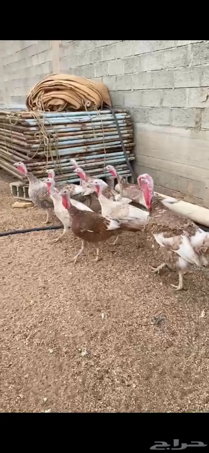 دجاج رومي اكريمي 0