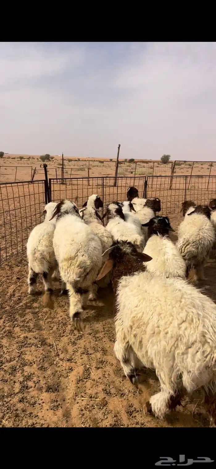 هرافى نعيم كلش خروف 4