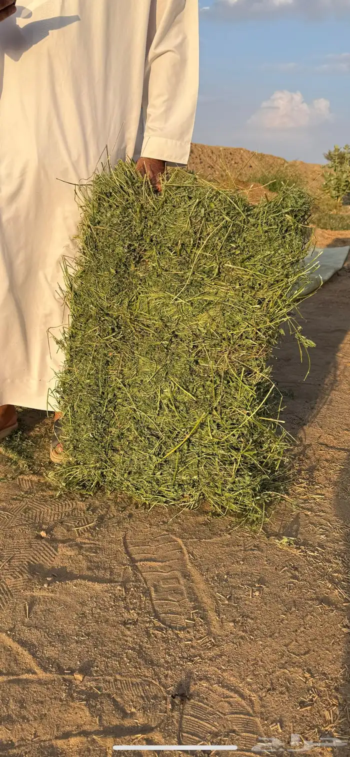 برسيم لبانه كلاس 1