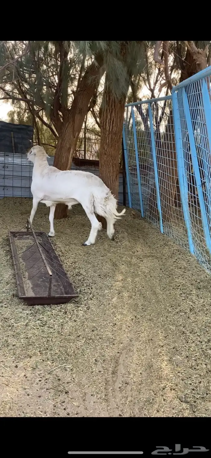 فحل حري صنف 0