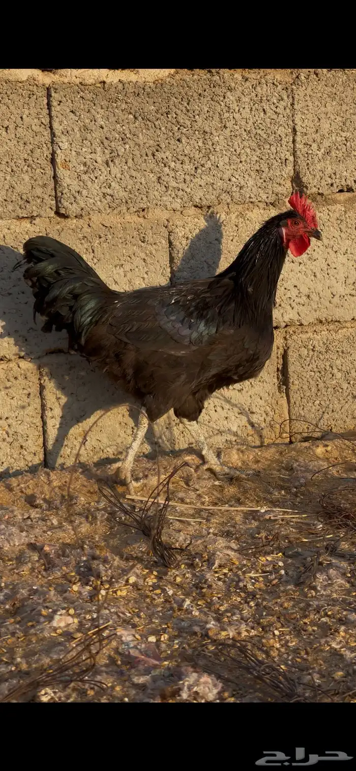 ديك اسود صك 0