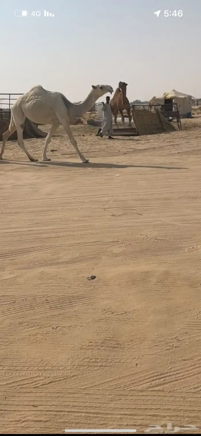 للبيع ابل الوضح لقاح وعشرا منتج 4