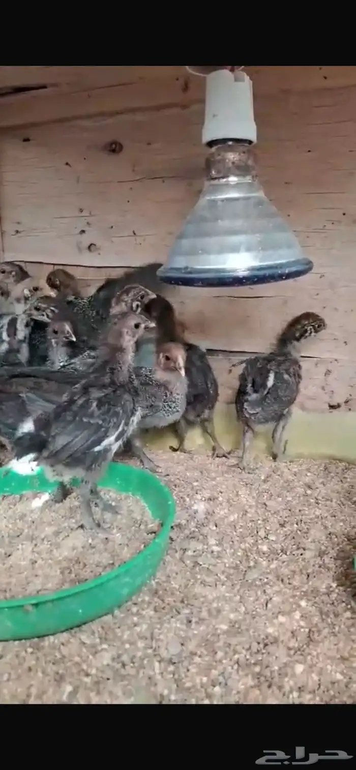 للبيع صوص فيومي العدد44 0