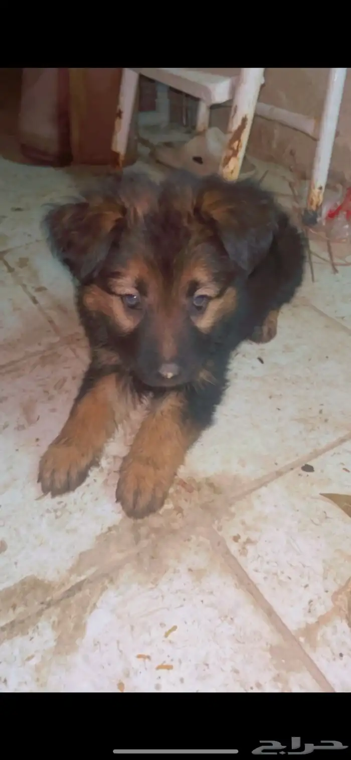 كلب للبيع 0