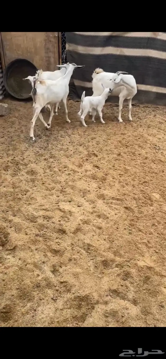 بيشيات فواخر 1