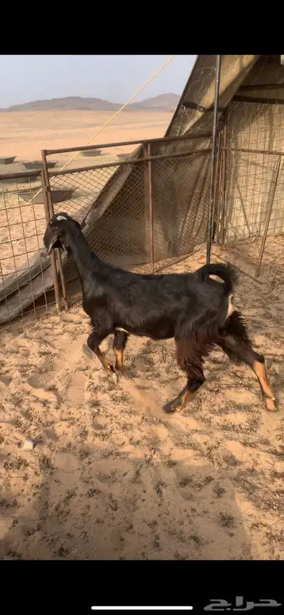 البيع جفرات index