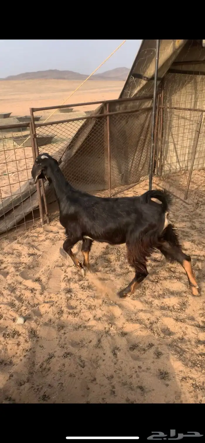 البيع جفرات 2