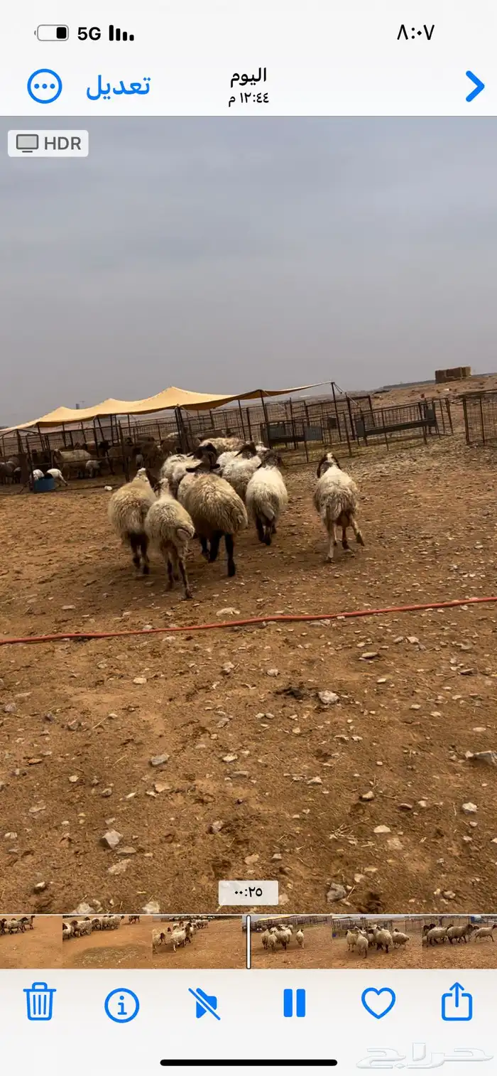 للبيع غنم نعيم مواليد 0