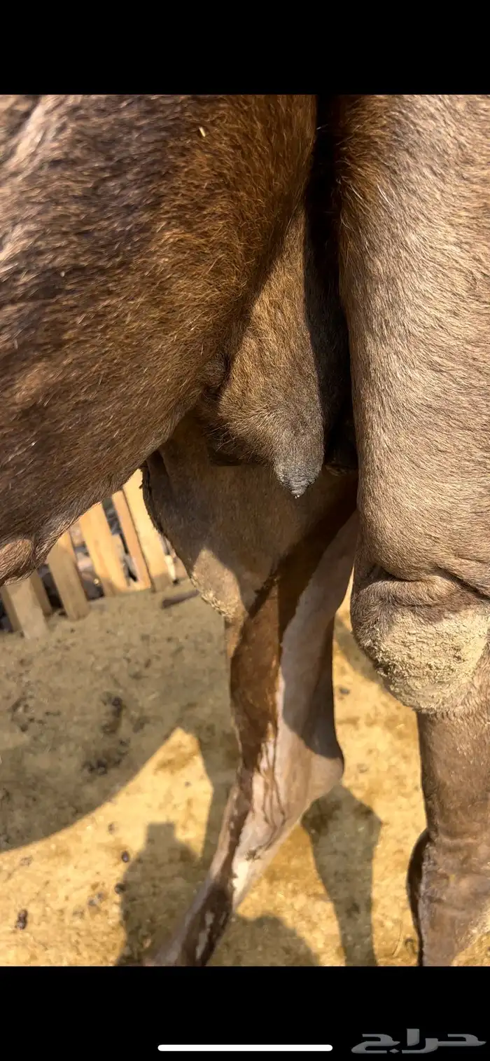 ناقتين ملاقيات من 6800 تم البيع 6