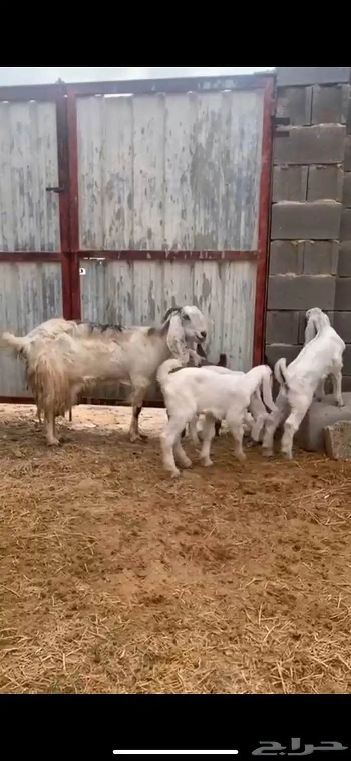 معزا مطوره 4