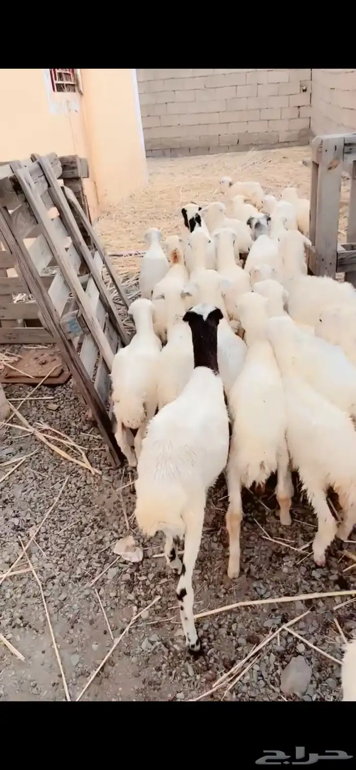 رخال رفيدية محايل عسير 1