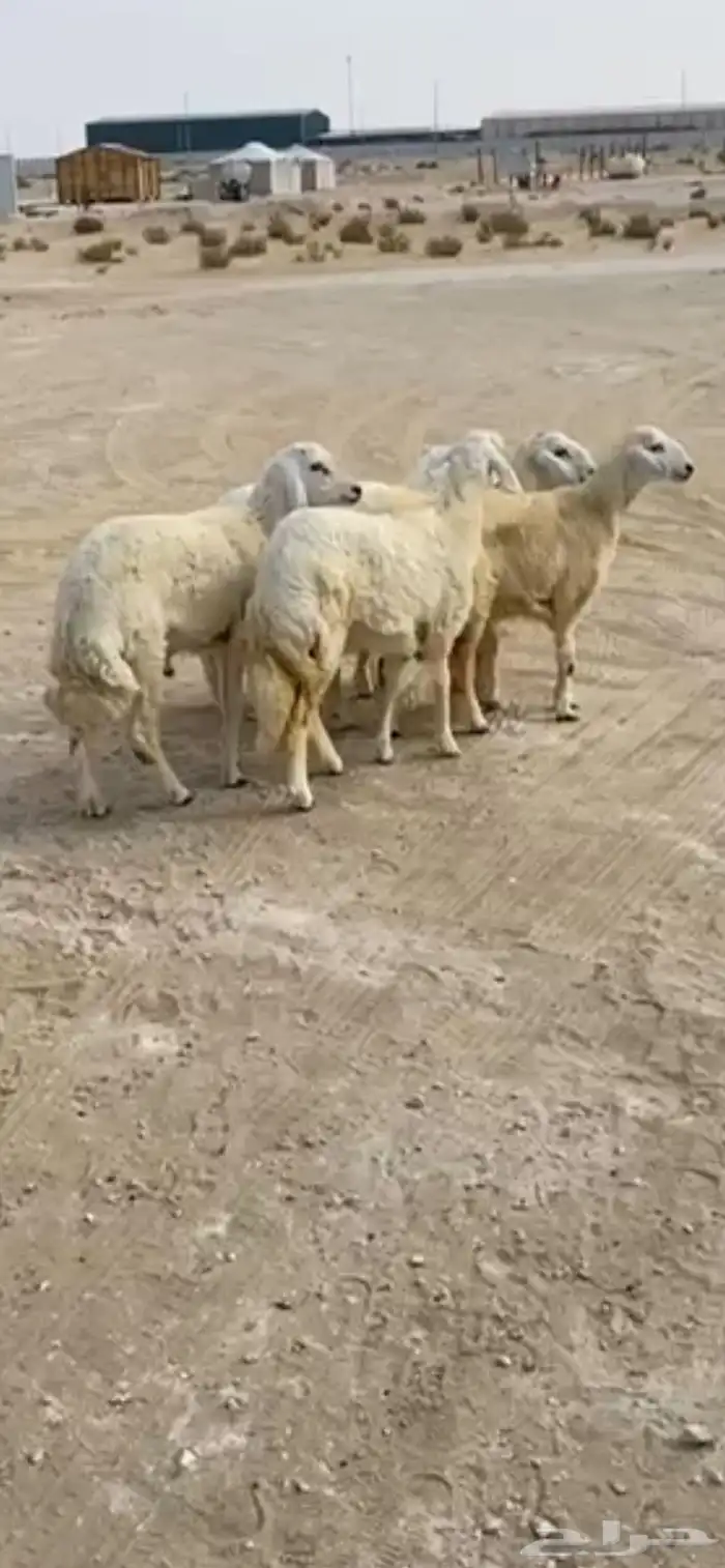 ذبائح حري للبيع كفو 0