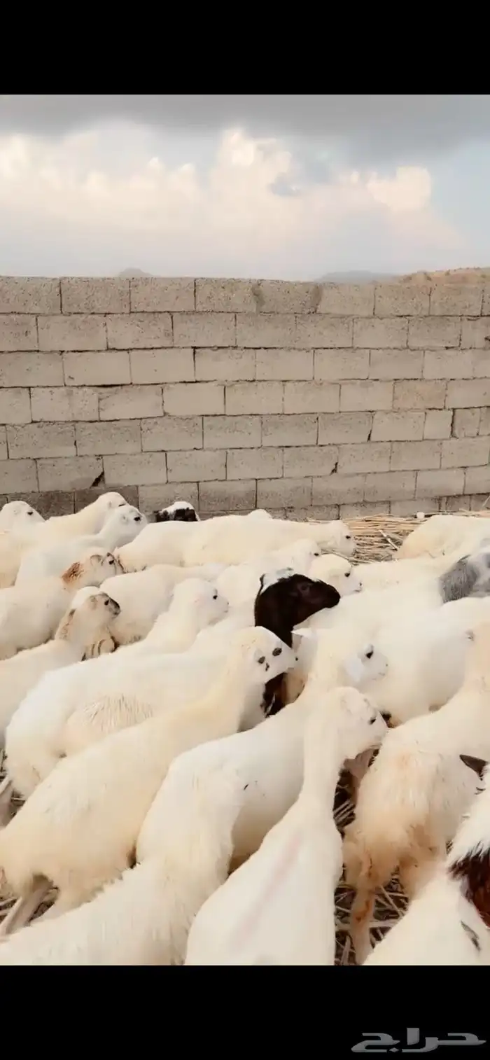 رخال رفيدية محايل عسير 0