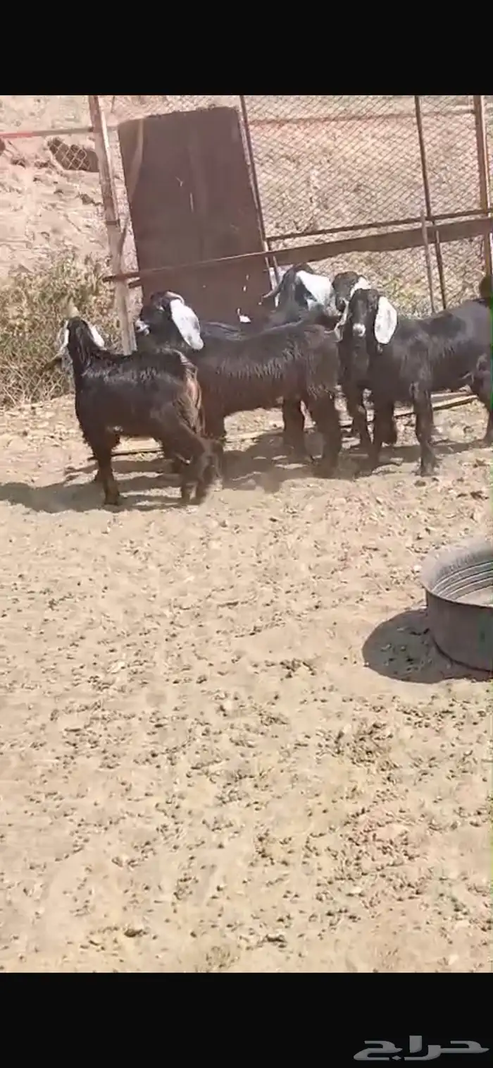 تيوس عوارض 1