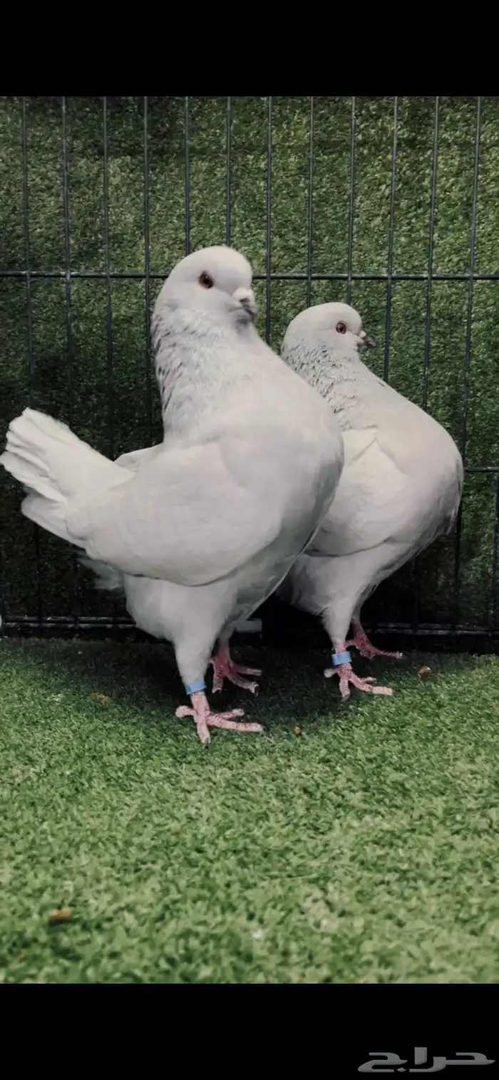 زوج كنج منتج لافندر من أجمل الألوان 1