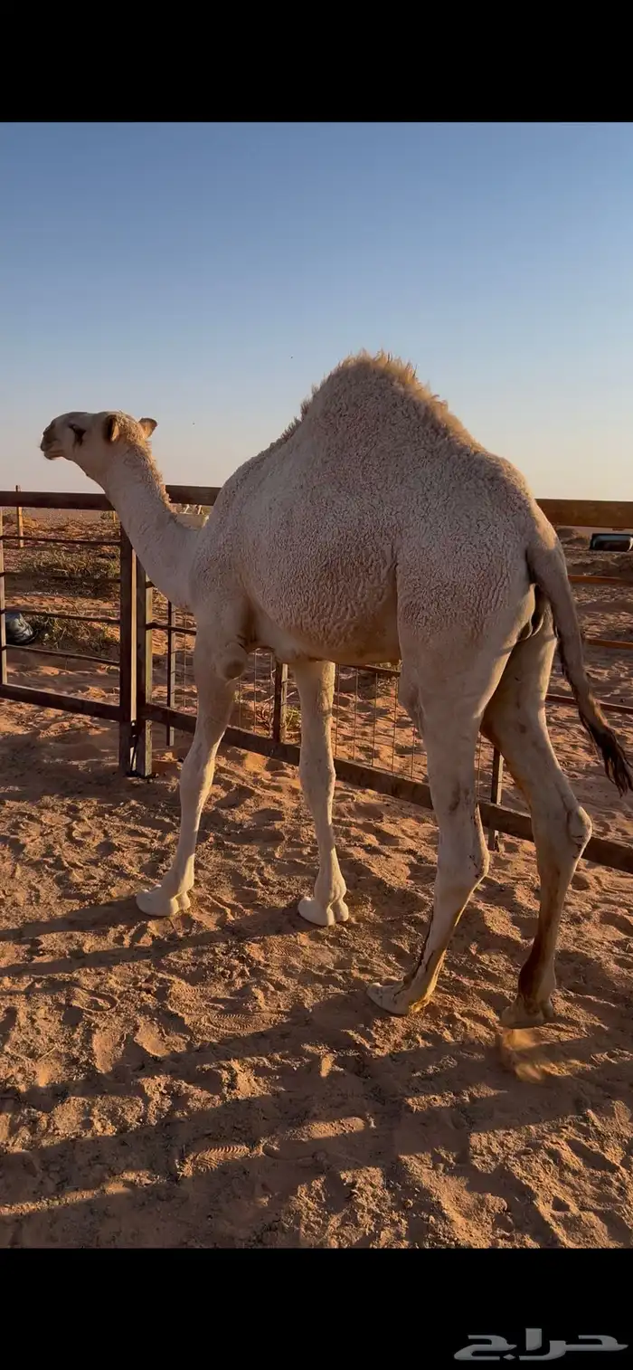 قعود للبيع 6