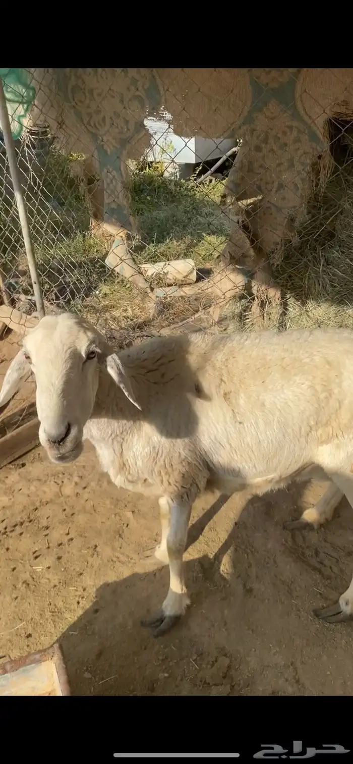 غنم 0