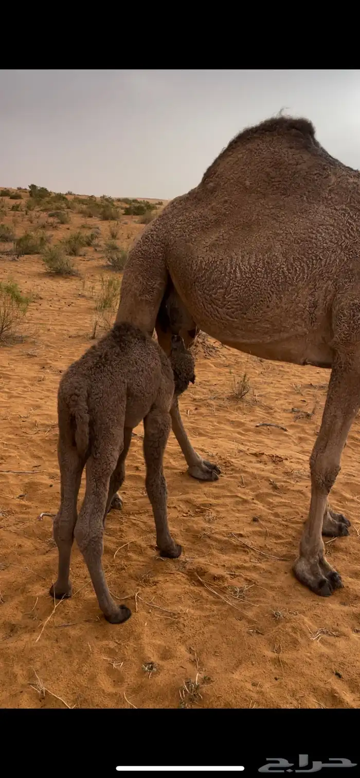 خلفه للبيع 1