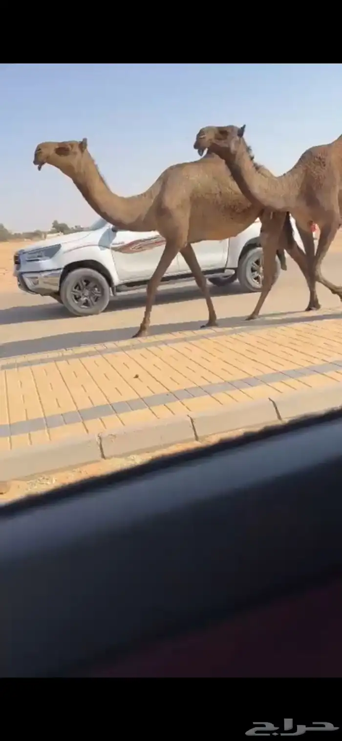 بكار كفو صفر 0