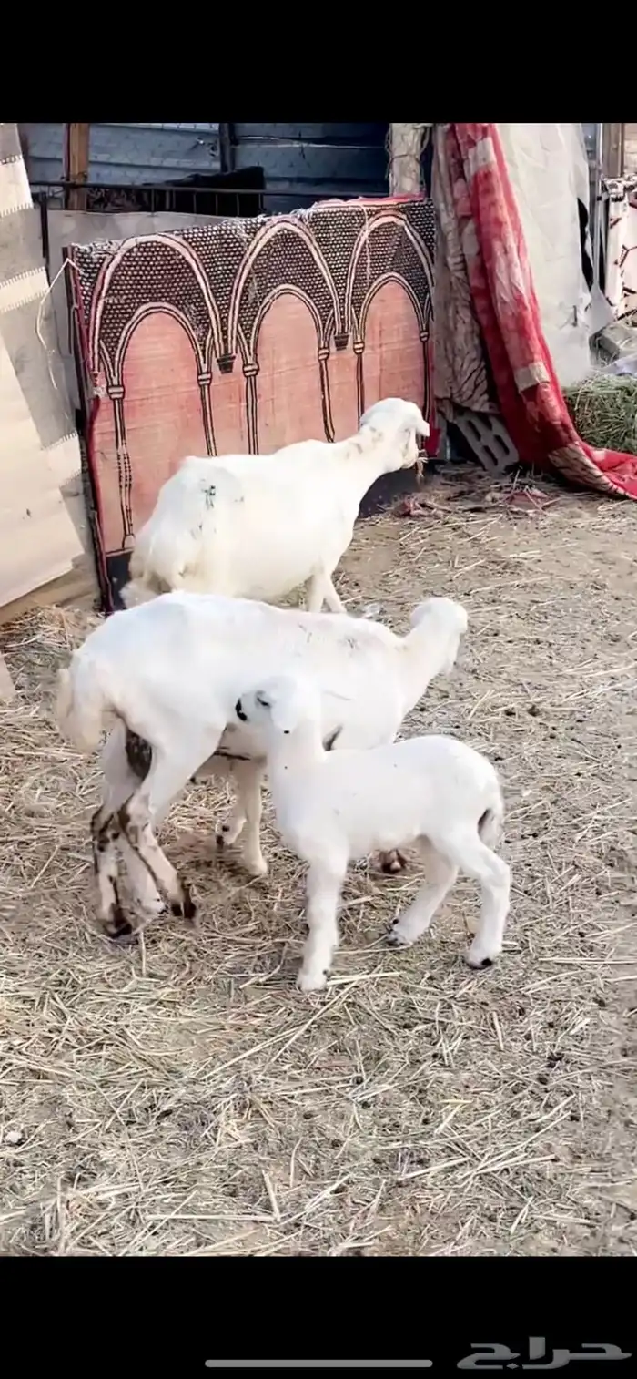 رفيد ثنايا مولده 0