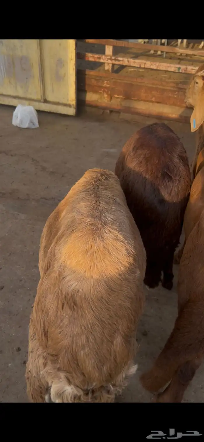 سواكن جذعان طيبات ونضيفه 1